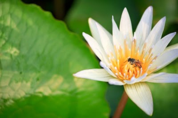 Haiku | qu&eacute; es, c&oacute;mo es y caracter&iacute;sticas de estos poemas cortos japoneses